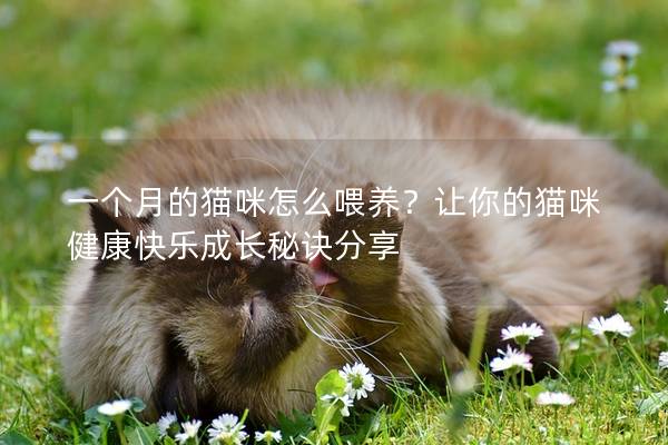 一个月的猫咪怎么喂养？让你的猫咪健康快乐成长秘诀分享