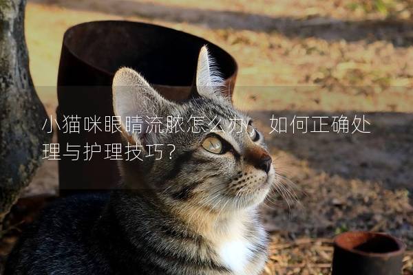 小猫咪眼睛流脓怎么办，如何正确处理与护理技巧？