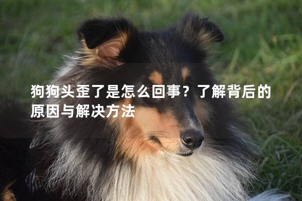 狗狗头歪了是怎么回事？了解背后的原因与解决方法