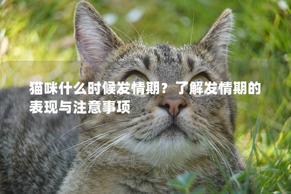 猫咪什么时候发情期？了解发情期的表现与注意事项