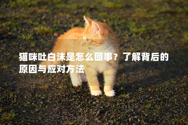 猫咪吐白沫是怎么回事？了解背后的原因与应对方法