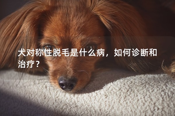 犬对称性脱毛是什么病，如何诊断和治疗？