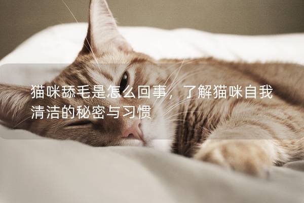 猫咪舔毛是怎么回事，了解猫咪自我清洁的秘密与习惯