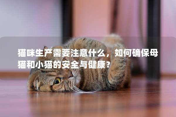 猫咪生产需要注意什么，如何确保母猫和小猫的安全与健康？