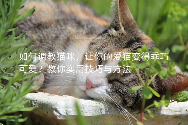 如何调教猫咪，让你的爱猫变得乖巧可爱？教你实用技巧与方法