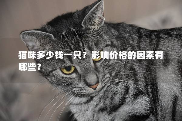 猫咪多少钱一只？影响价格的因素有哪些？