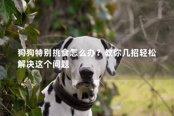 狗狗特别挑食怎么办？教你几招轻松解决这个问题