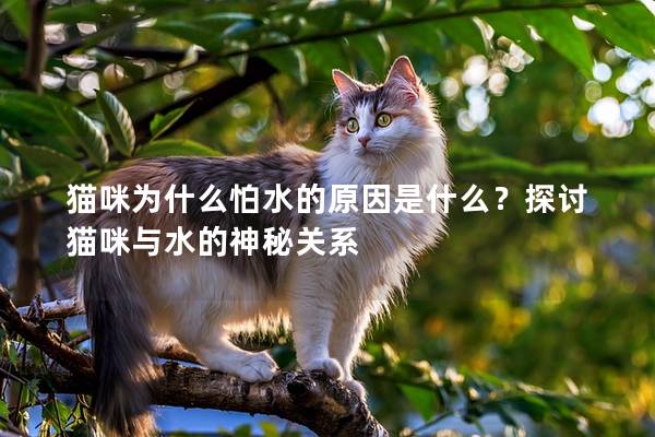 猫咪为什么怕水的原因是什么？探讨猫咪与水的神秘关系