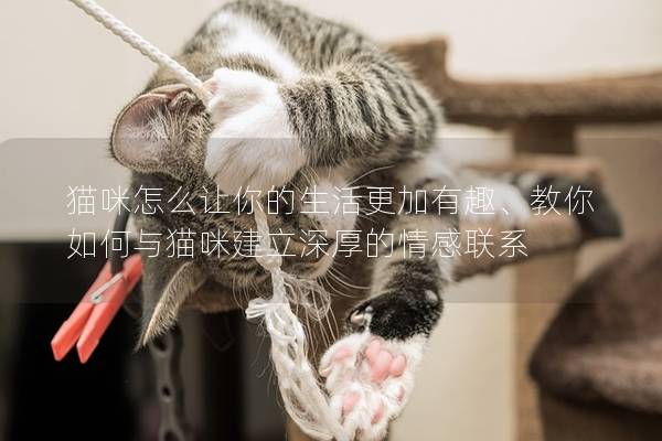 猫咪怎么让你的生活更加有趣、教你如何与猫咪建立深厚的情感联系