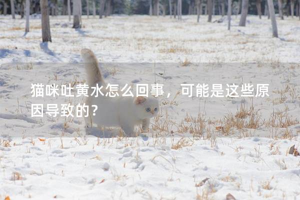 猫咪吐黄水怎么回事，可能是这些原因导致的？