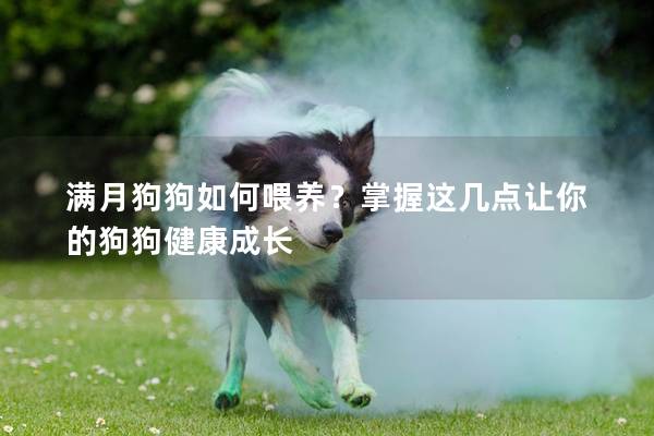 满月狗狗如何喂养？掌握这几点让你的狗狗健康成长