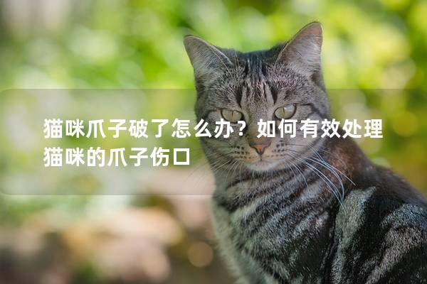 猫咪爪子破了怎么办？如何有效处理猫咪的爪子伤口