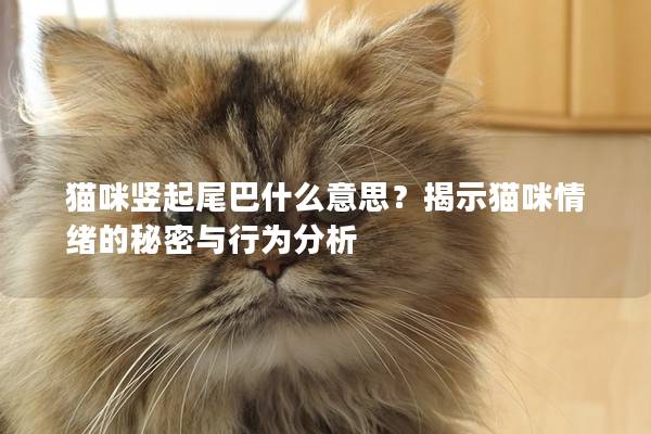 猫咪竖起尾巴什么意思？揭示猫咪情绪的秘密与行为分析