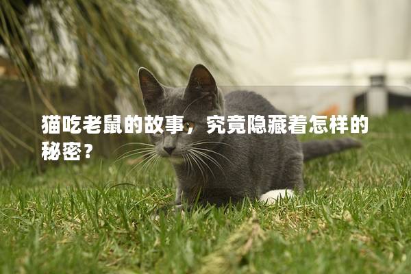 猫吃老鼠的故事，究竟隐藏着怎样的秘密？