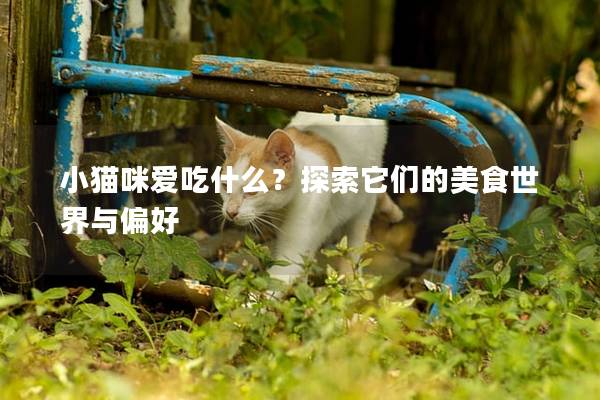 小猫咪爱吃什么？探索它们的美食世界与偏好