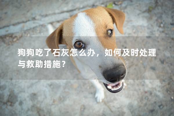 狗狗吃了石灰怎么办，如何及时处理与救助措施？