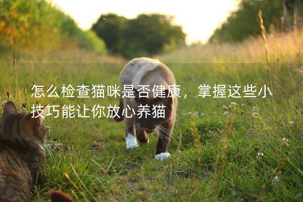 怎么检查猫咪是否健康，掌握这些小技巧能让你放心养猫