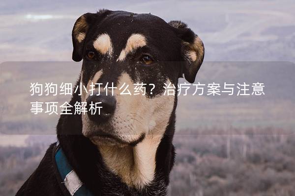 狗狗细小打什么药？治疗方案与注意事项全解析