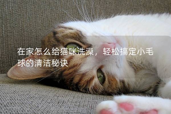 在家怎么给猫咪洗澡，轻松搞定小毛球的清洁秘诀