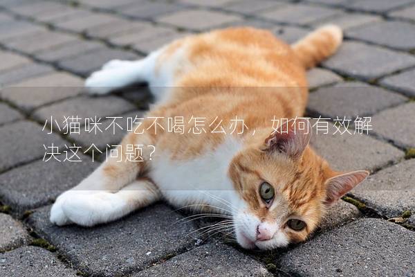 小猫咪不吃不喝怎么办，如何有效解决这个问题？