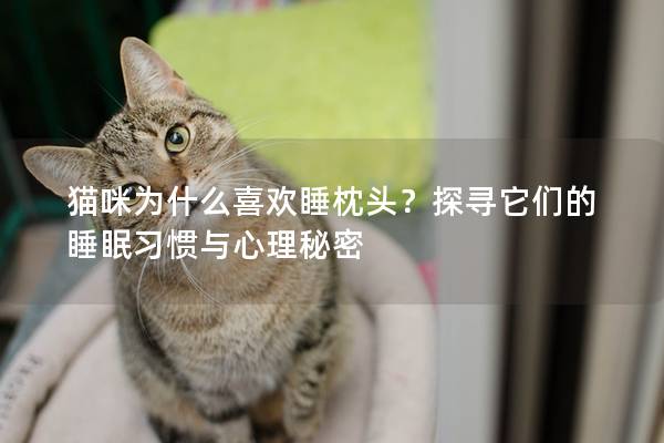 猫咪为什么喜欢睡枕头？探寻它们的睡眠习惯与心理秘密