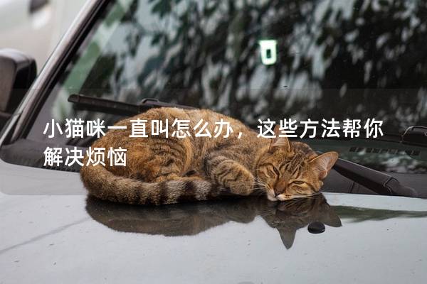 小猫咪一直叫怎么办，这些方法帮你解决烦恼