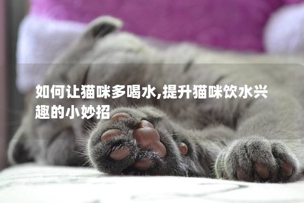 如何让猫咪多喝水,提升猫咪饮水兴趣的小妙招