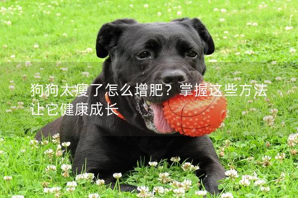 狗狗太瘦了怎么增肥？掌握这些方法让它健康成长