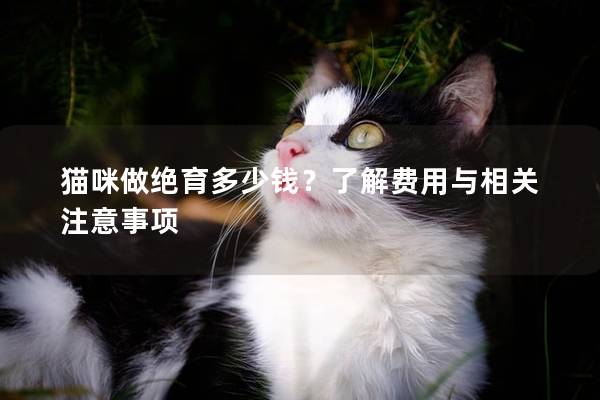 猫咪做绝育多少钱？了解费用与相关注意事项