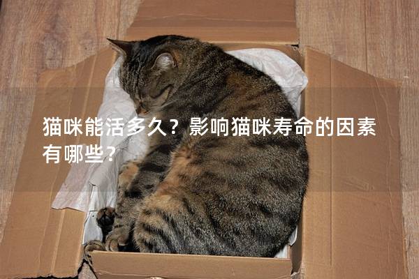 猫咪能活多久？影响猫咪寿命的因素有哪些？