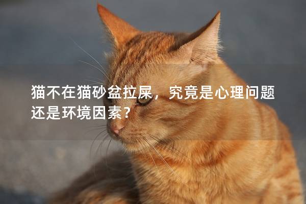 猫不在猫砂盆拉屎，究竟是心理问题还是环境因素？