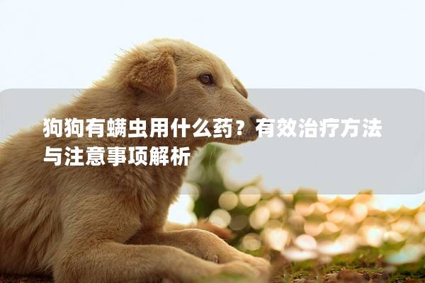 狗狗有螨虫用什么药？有效治疗方法与注意事项解析