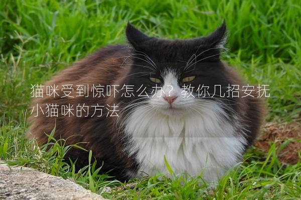 猫咪受到惊吓怎么办？教你几招安抚小猫咪的方法