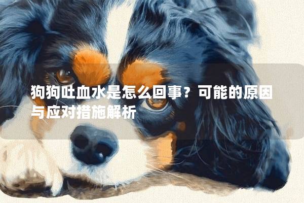 狗狗吐血水是怎么回事？可能的原因与应对措施解析