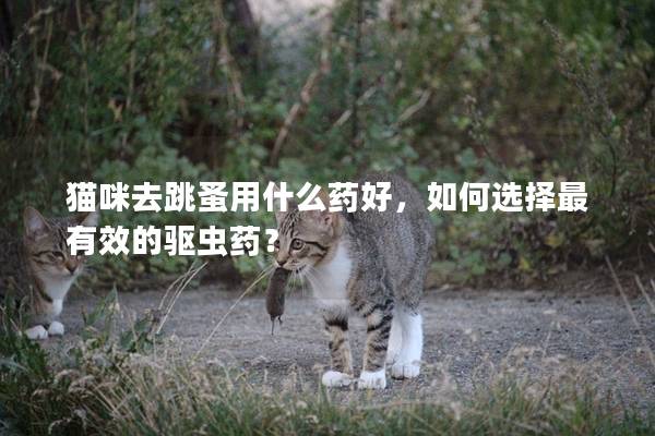 猫咪去跳蚤用什么药好，如何选择最有效的驱虫药？