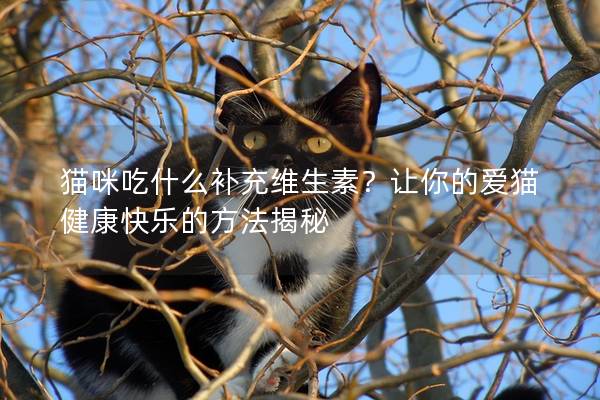 猫咪吃什么补充维生素？让你的爱猫健康快乐的方法揭秘