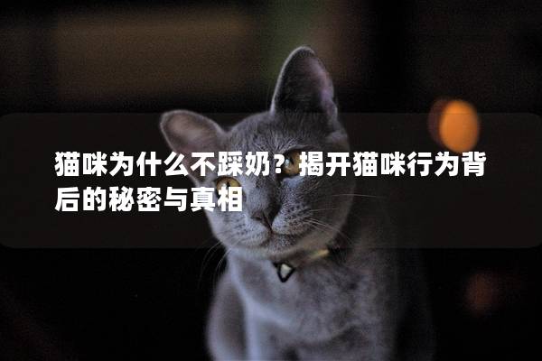 猫咪为什么不踩奶？揭开猫咪行为背后的秘密与真相