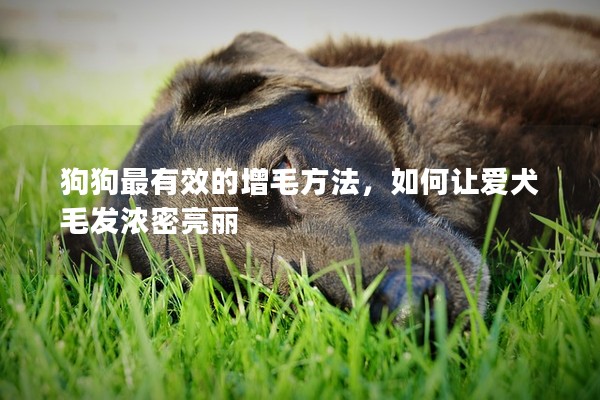 狗狗最有效的增毛方法，如何让爱犬毛发浓密亮丽