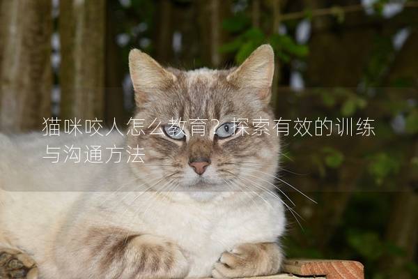 猫咪咬人怎么教育？探索有效的训练与沟通方法