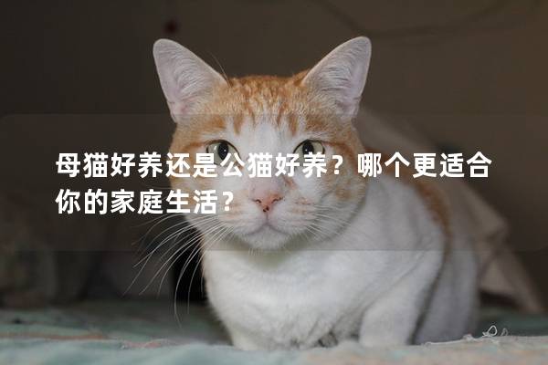 母猫好养还是公猫好养？哪个更适合你的家庭生活？