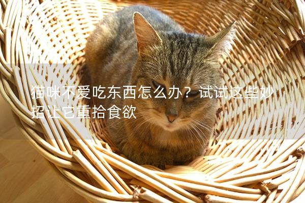 猫咪不爱吃东西怎么办？试试这些妙招让它重拾食欲