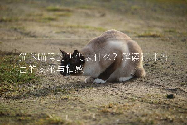 猫咪喵呜的叫代表什么？解读猫咪语言的奥秘与情感