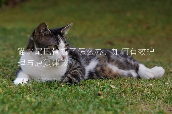 猫咪尾巴骨折了怎么办，如何有效护理与康复建议