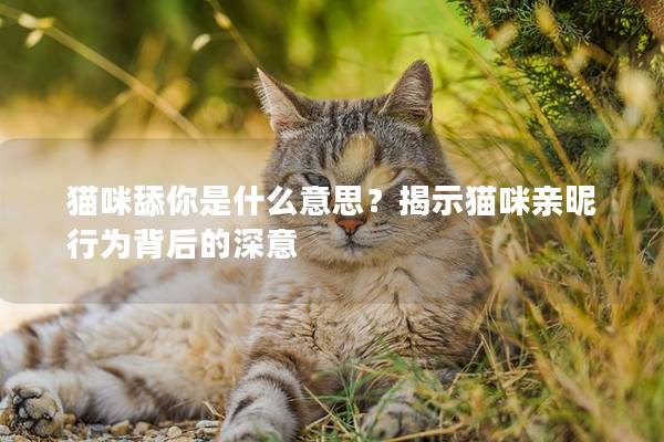 猫咪舔你是什么意思？揭示猫咪亲昵行为背后的深意