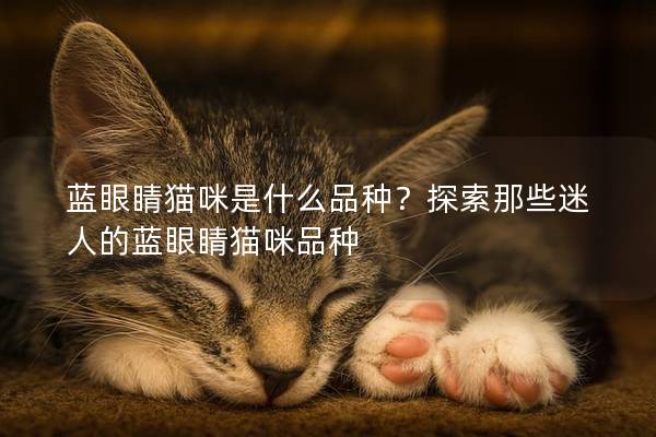 蓝眼睛猫咪是什么品种？探索那些迷人的蓝眼睛猫咪品种