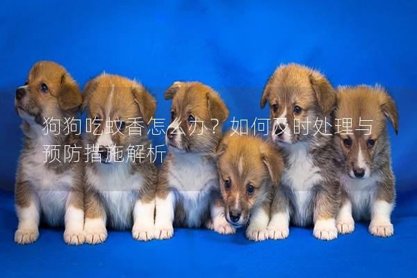 狗狗吃蚊香怎么办？如何及时处理与预防措施解析