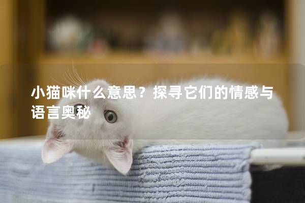 小猫咪什么意思？探寻它们的情感与语言奥秘