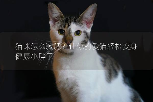 猫咪怎么减肥？让你的爱猫轻松变身健康小胖子