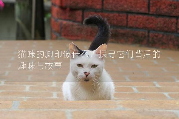 猫咪的脚印像什么？探寻它们背后的趣味与故事