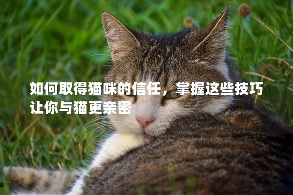 如何取得猫咪的信任，掌握这些技巧让你与猫更亲密